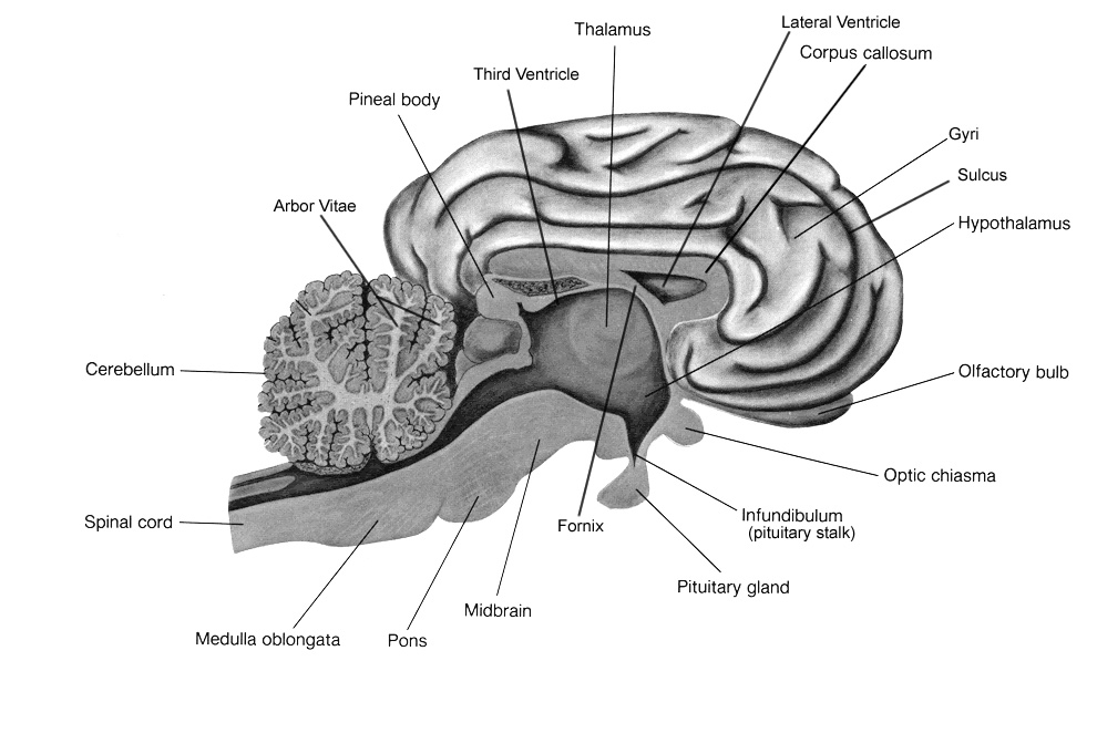 Sheep Brain Dissection Worksheet Answer Key